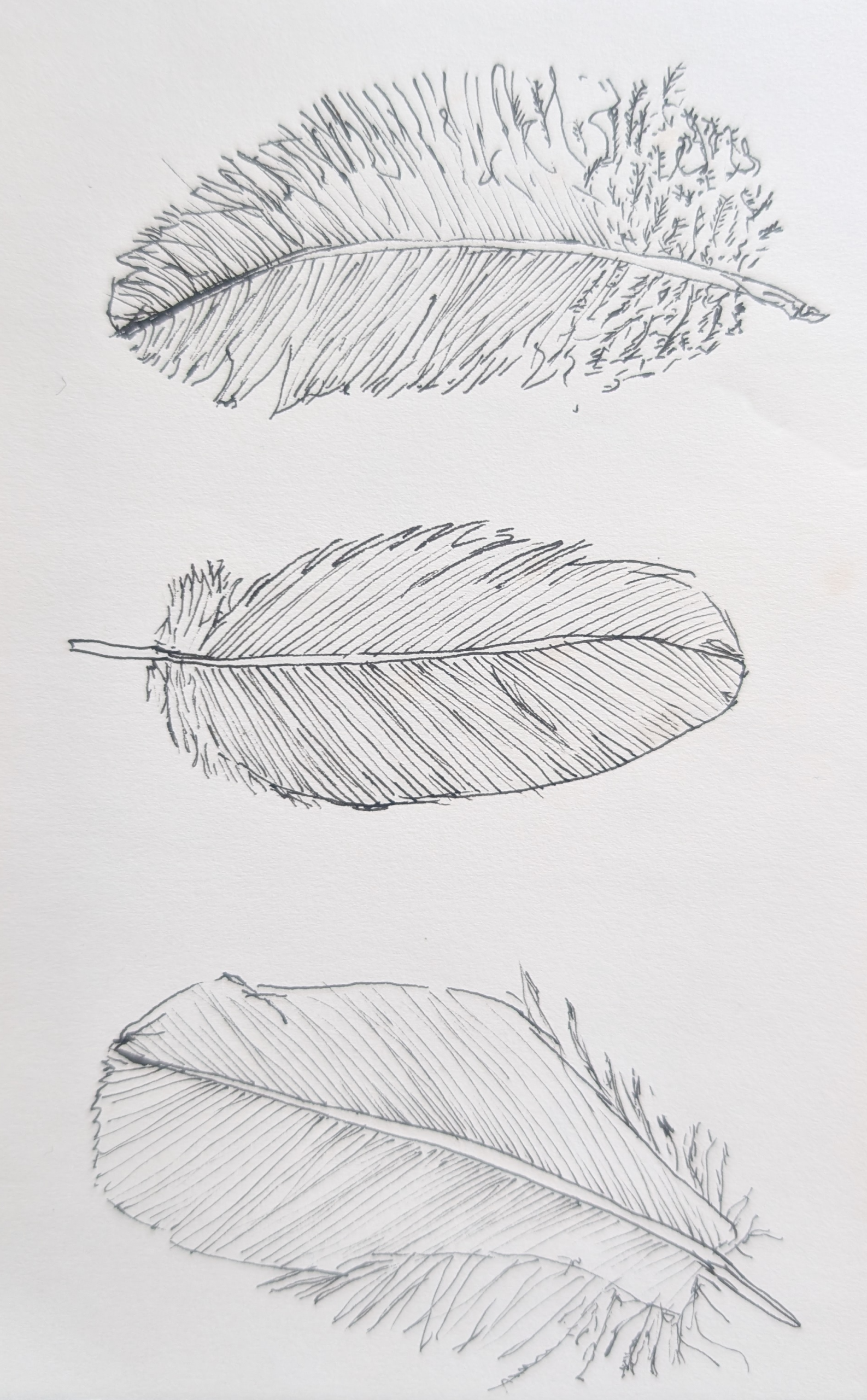 Ink Drawings